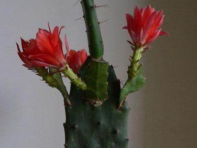 仙人掌嫁接仙人球：一场奇妙的植物婚礼