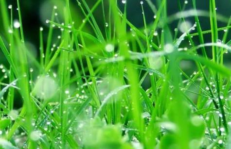 广东高温多雨， 种草有讲究