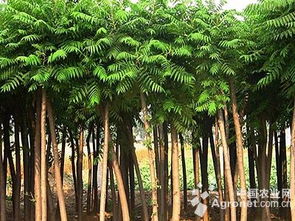 火炬树的外貌特点