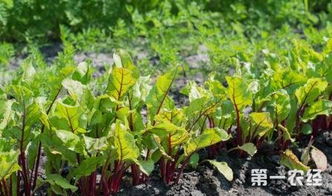 甜菜怎么种植才能达到高产，有哪些具体的栽培技术要点需要注意