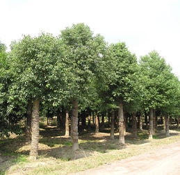 核果处理有讲究， 香樟种子要小心采