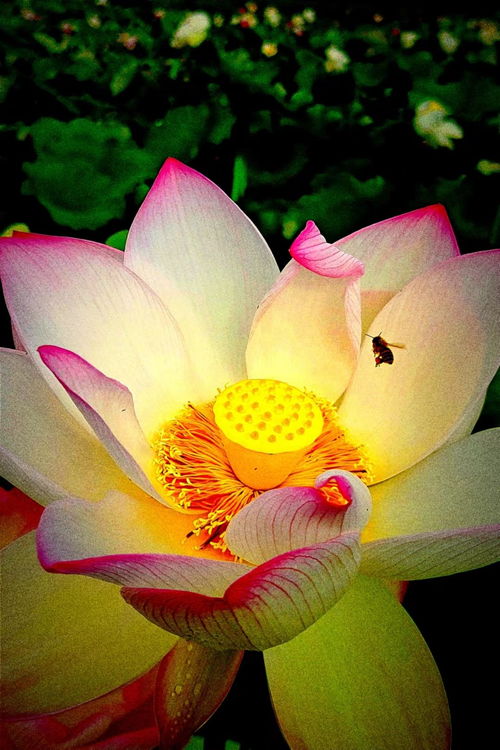 荷心藏花意，双影映清波