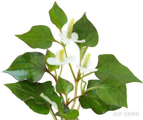 白车轴草：城市园艺的美化者