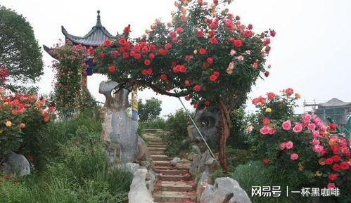 月季树在绿化中的应用