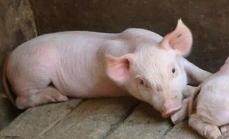 全了！育肥猪缺硒的复杂成因、临床与解剖症状是什么原因导致的？