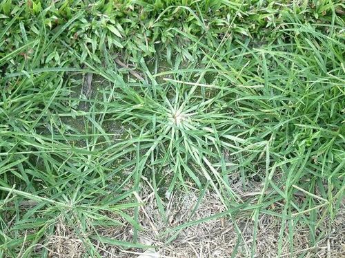 灰200kg和河沙500kg改良土壤