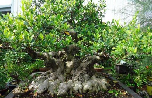 榕树盆景叶子发黄掉落，是土壤、浇水还是光照出了问题？