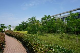 就业前景，一片绿意盎然