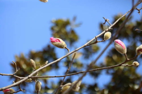 玉兰：高洁与坚韧的象征