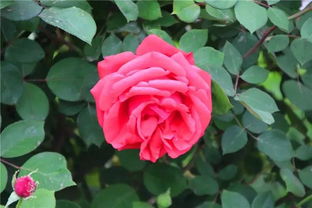 防范病虫害， 月季管理不嫩忽视