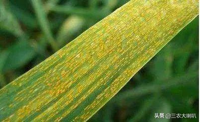 锈病，这病会传染给人吗？