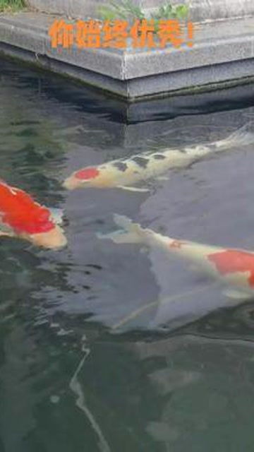 二、 锦鲤用敌百杀虫剂量