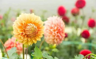 凄露问故菊。不只是找诗了还是对下句我要提问 小申_906 退出 6  每天登录问答 +2 金币,+2 经验  什么植物寒霜下枝叶不会凋落0 采纳率:59% 等级:9  以帮助:866人 私信TA 管理员操作:  采纳率:46% 等级:9  以帮助:216人 私信TA 凄露问故菊。不只是找诗了还是对下句 管理员操作:  任务列表 日 常 任 务 成 长 任 务 10 金 币 抽 手 机 ©2021 360.CN 奇虎360旗下搜索服务