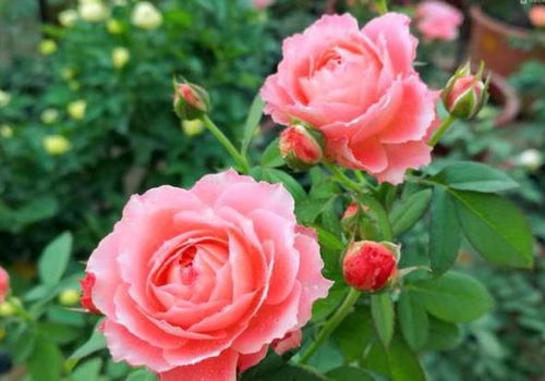 温柔阳台：花色温柔， 香味淡雅