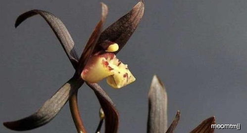 兰花花苞焦了是浇水过多还是施肥不当