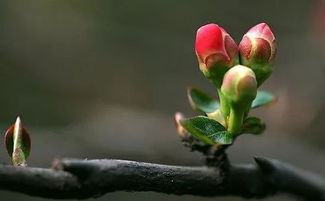 修剪强度， 科普一下