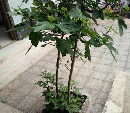 无花果树什么月份种植最合适？不同地区气候各异