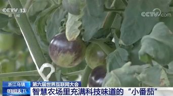 小番茄种子从选种到收成，如何进行科学的养护才能提高产量
