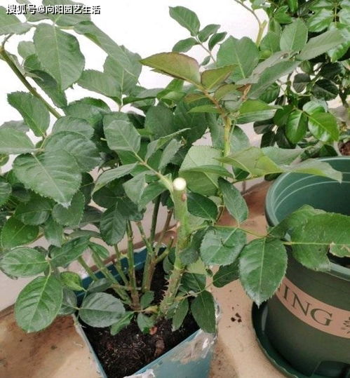 钾肥与开花促进