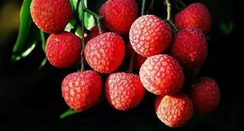 荔枝，南国的瑰宝