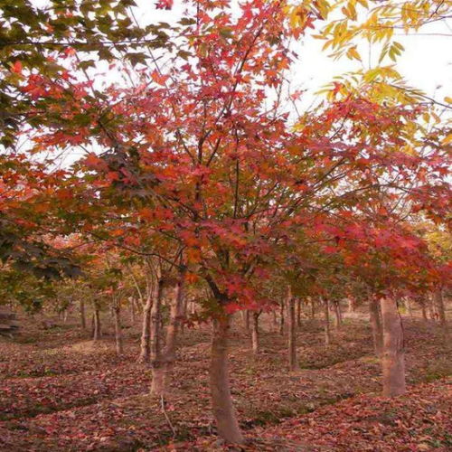 购买五角枫种子的预算与实际规划