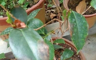 茶花树掉叶子怎么回事？是土壤问题还是病虫害