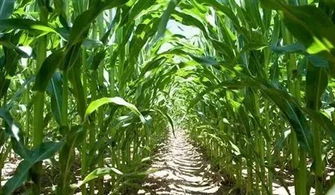 中后期生长， 病虫害种类增多