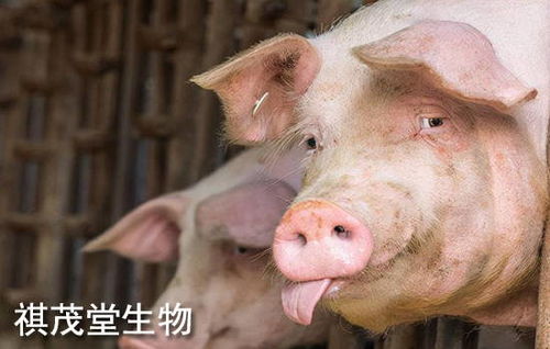 正邦猪全价饲料，中国前十大猪饲料品牌中哪一款最适合我的养殖场使用？