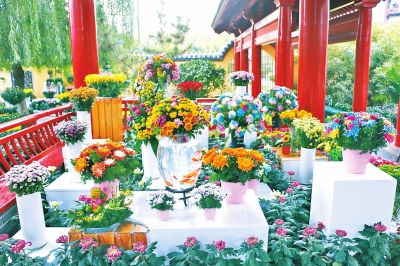 开封菊花展，每年何时绽放