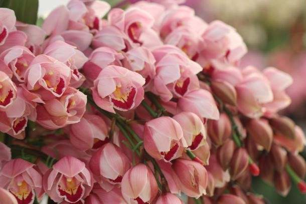 三、 闷声发财的4大金刚（附对比表）