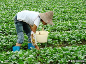 大白菜关键施肥浇水期：掌握肥水管理，提高产量效益
