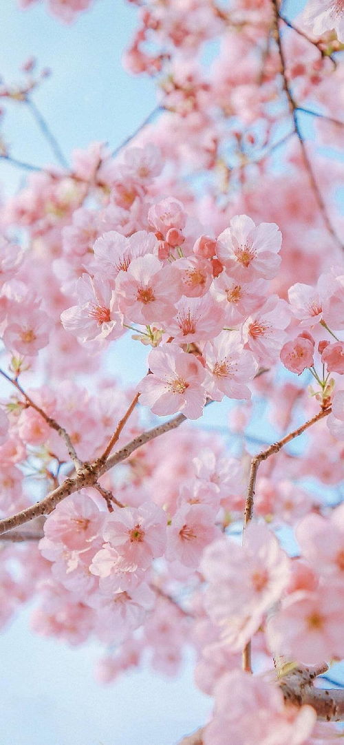 桃花图片大全，高清美图