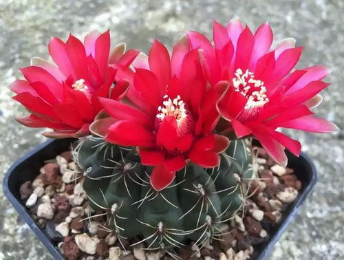 玫瑰花如何浇水才能长得旺？