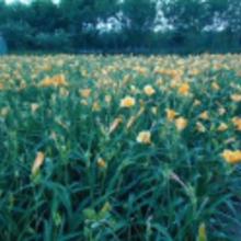 驻马店：苗木界的“奇花异草”