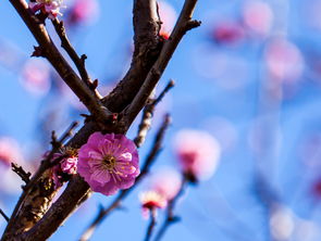 梅花的花期，与地域有关