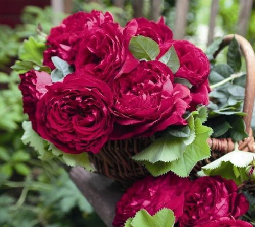 地栽月季的浇水与施肥