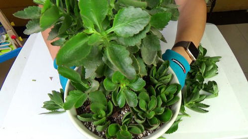 阳光照耀下的紫竹