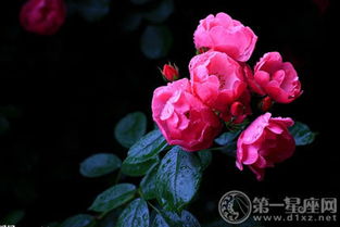 品种繁多，各有特色