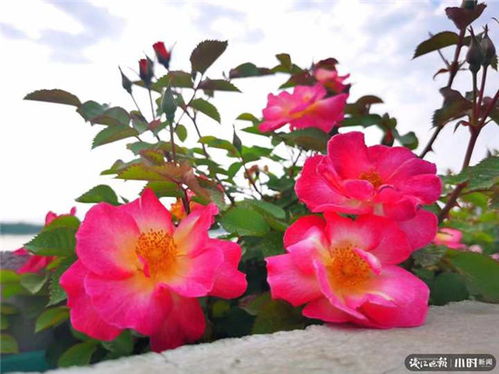 骇客月季的优点