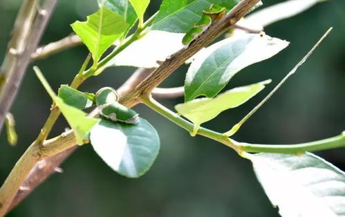 生物杀虫剂的优势