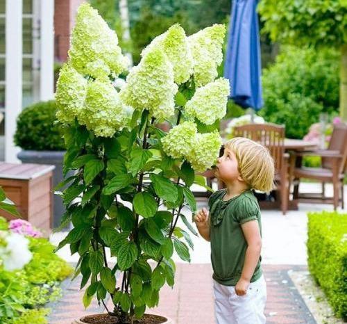 夏日藤蔓花园：广东种花人的夏日秘密
