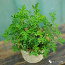 香气持久度提升技巧