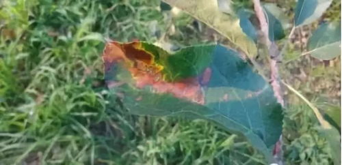 花瓣发霉，叶缘黄枯