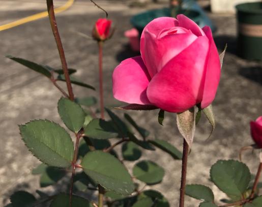 有机肥料的优势与挑战