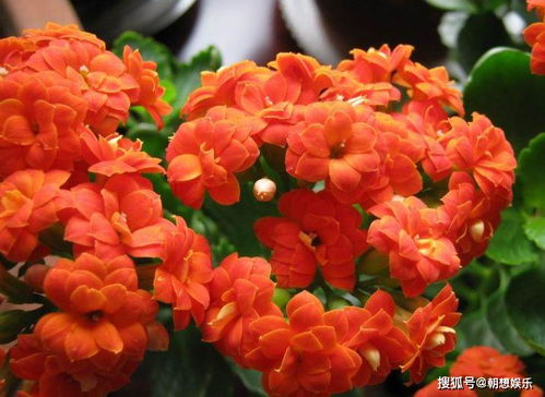 大丽花怎么养？新手也能养爆盆的养殖方法
