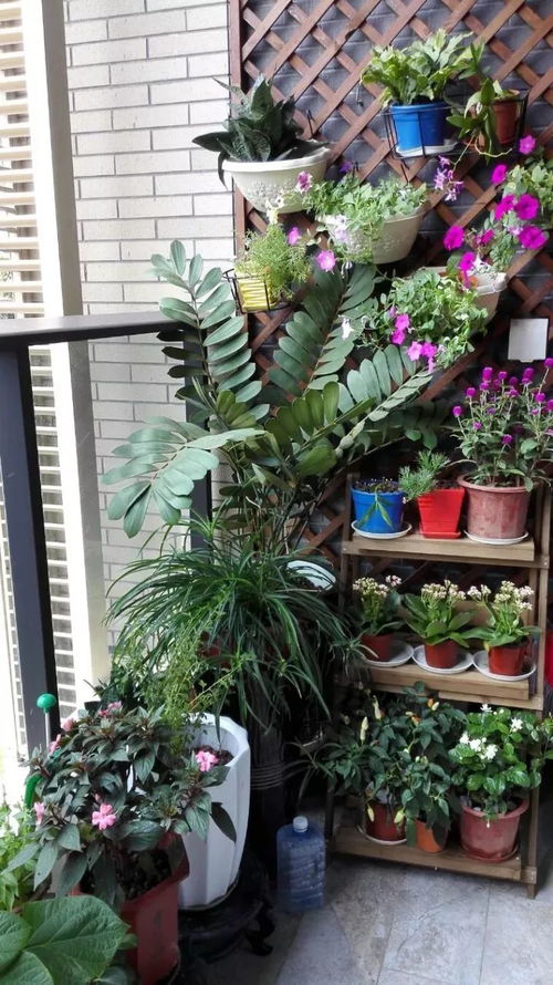 紫藤花架的分类， 适合不同环境