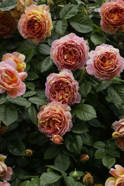 浓香型月季品种推荐