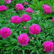 耐热花卉种子选择