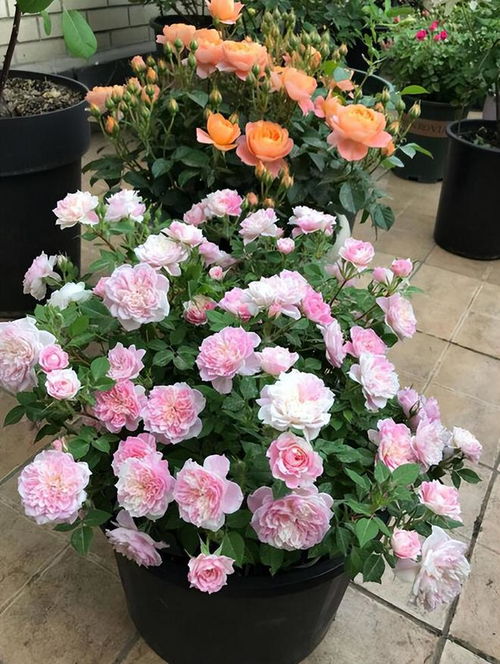 微型月季的忒别之处——小巧与坚韧