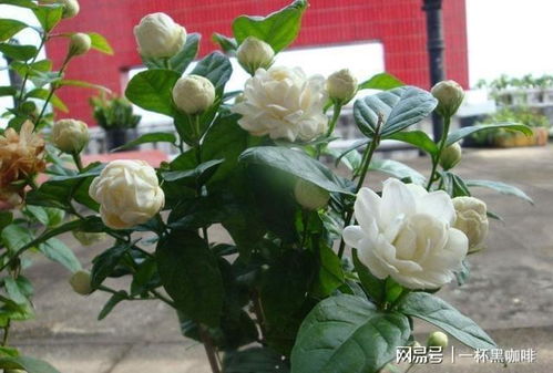 虎头茉莉通常在春季3月至4月间发芽